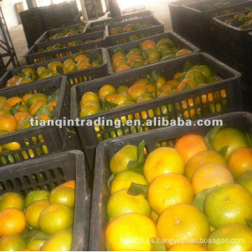 Nueva mandarina de la cosecha 2012